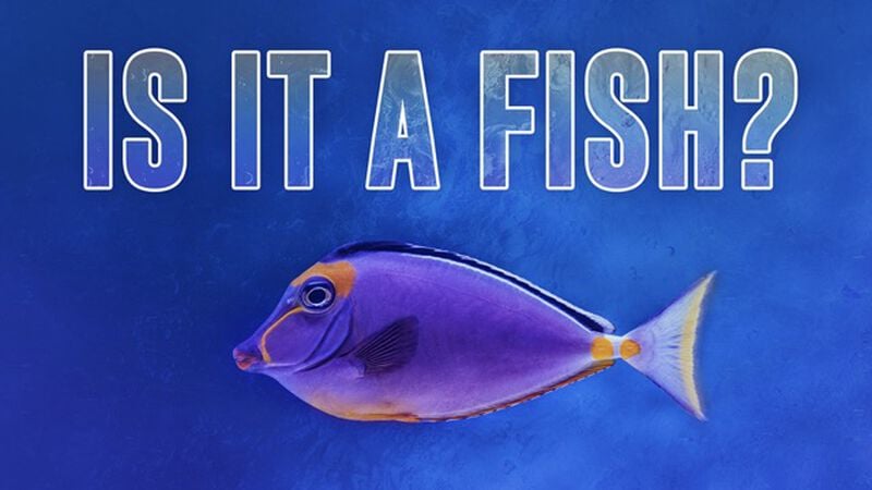 Is it a Fish?